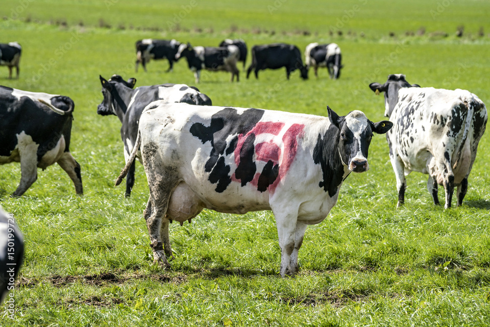 Black and white cow with the danish ecology stamp Black and white cow with the danish ecology stamp