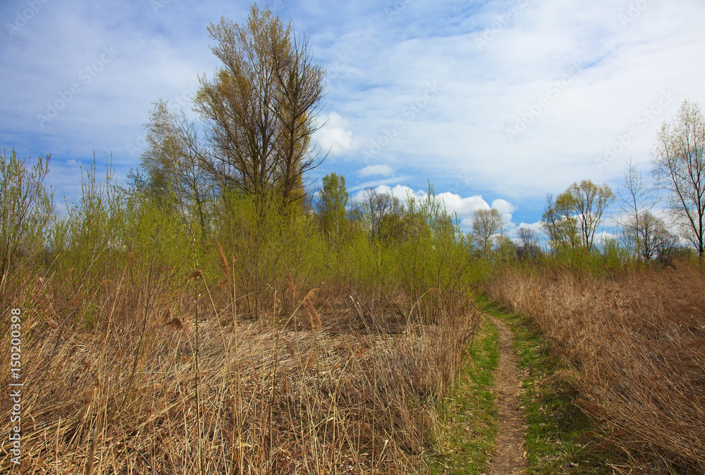 Wild, spring landscape under blue sky with white clouds