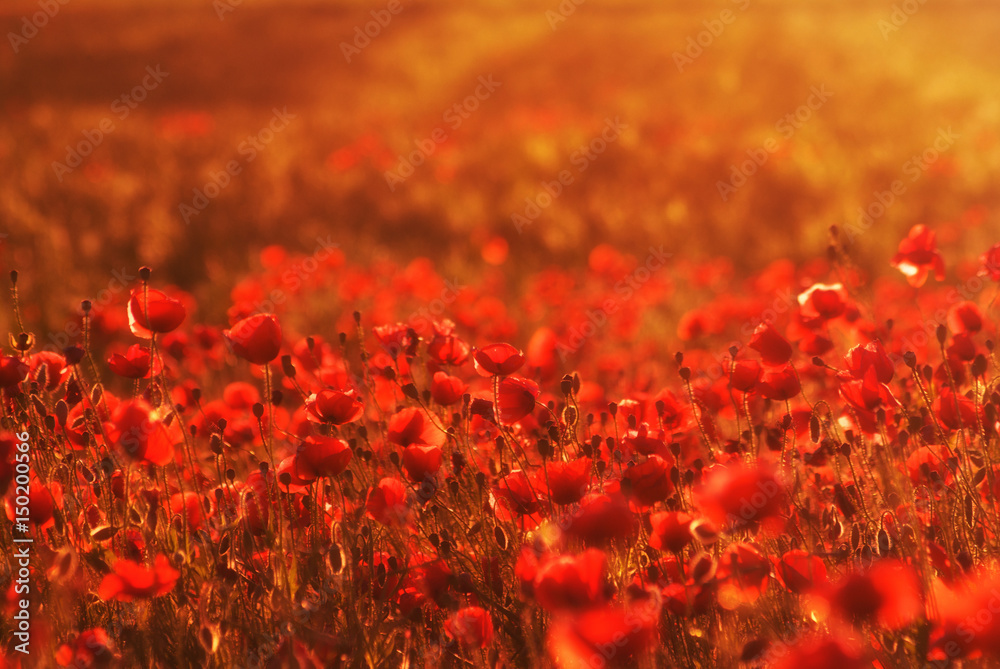 Fototapeta Kwitnące maki wśród pól