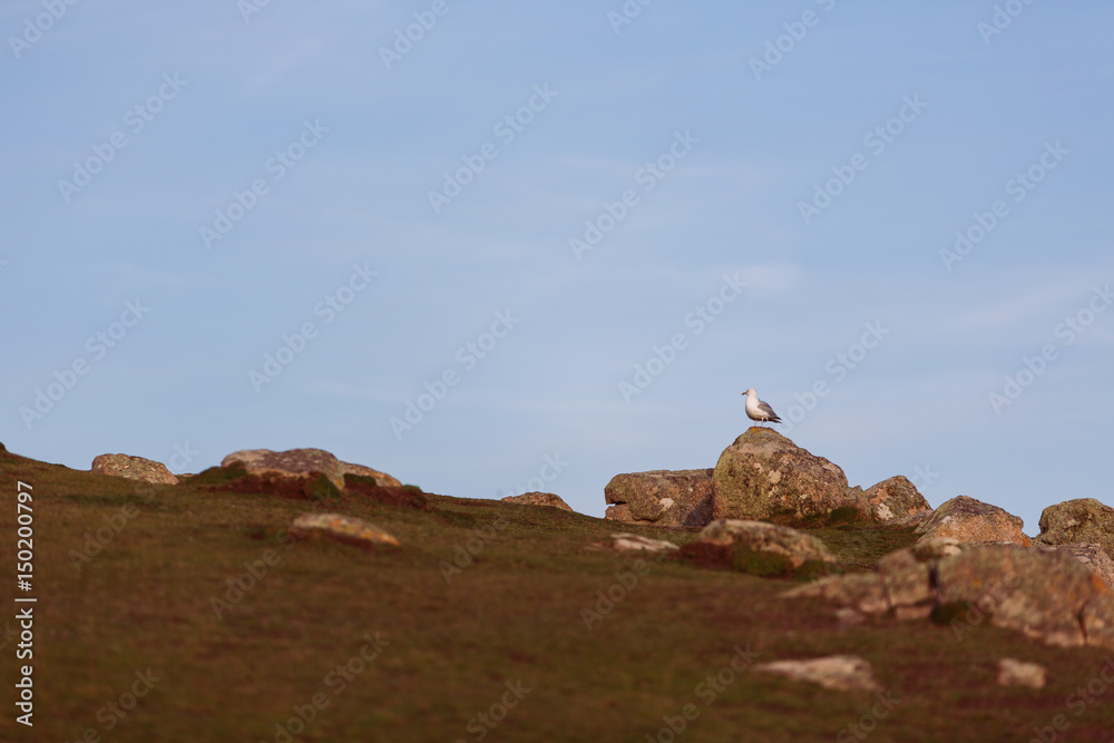 Sea gull sitting on rock