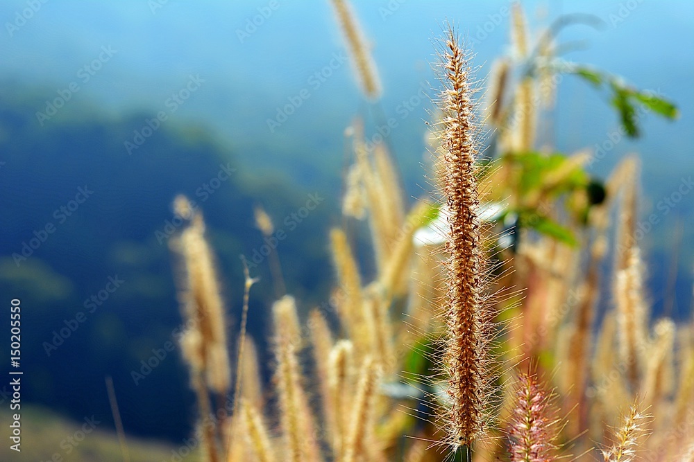 Fototapeta premium beautiful grass landscape
