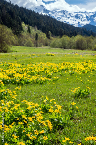 Yellow flowers in a mountain valley on a sunny day against the background of snow-capped mountains. Meadow with yellow flowers near the forest. Selective focus on the flowers on the front image plane.