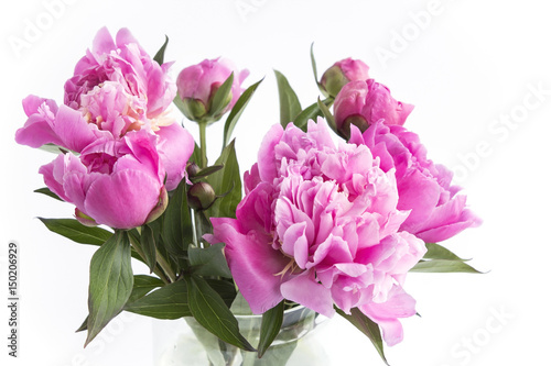 Fototapeta Naklejka Na Ścianę i Meble -  Pink Peonies