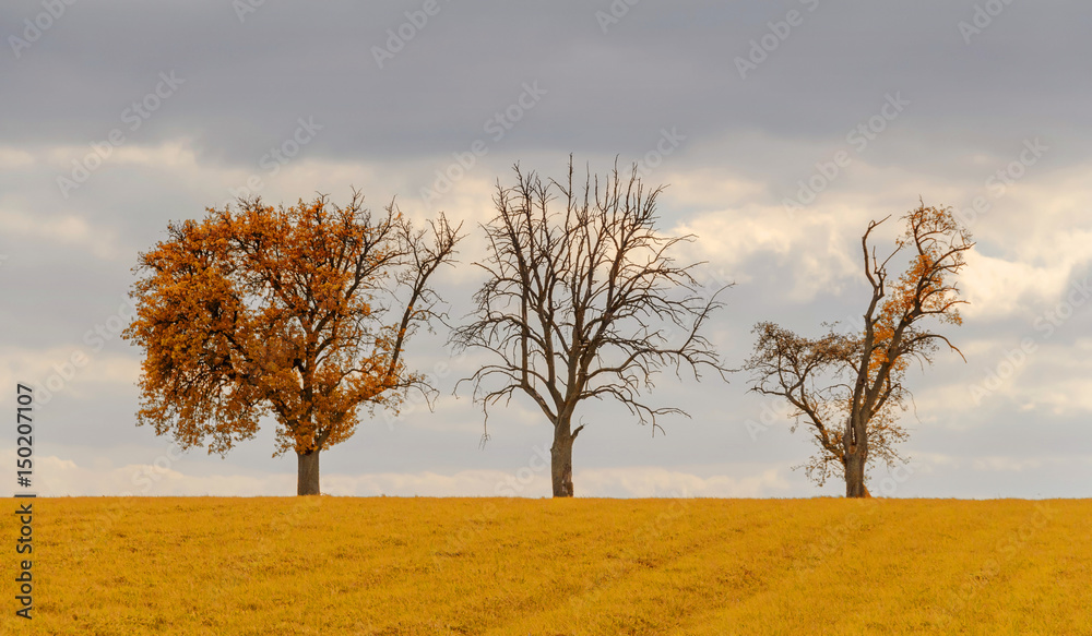 rural autumn trees