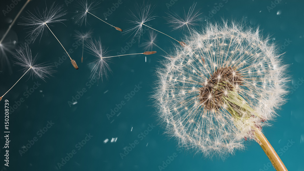 Close-up of dandelion seeds on blue natural background - obrazy, fototapety, plakaty 