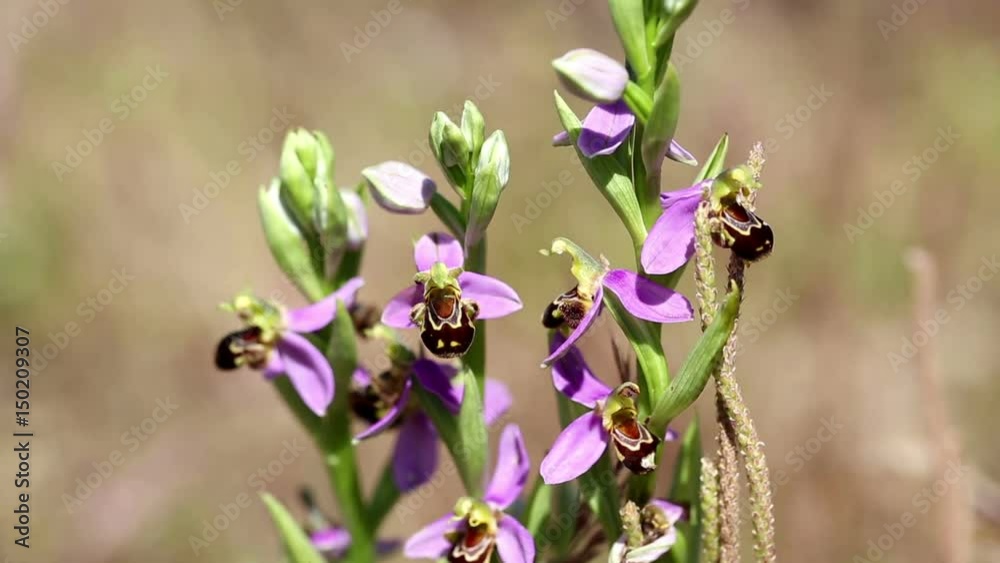 ophrys apifera (Bee orchid) wild flowers in nature