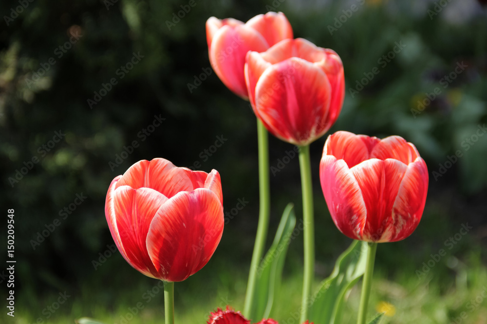 Red tulips Red tulips