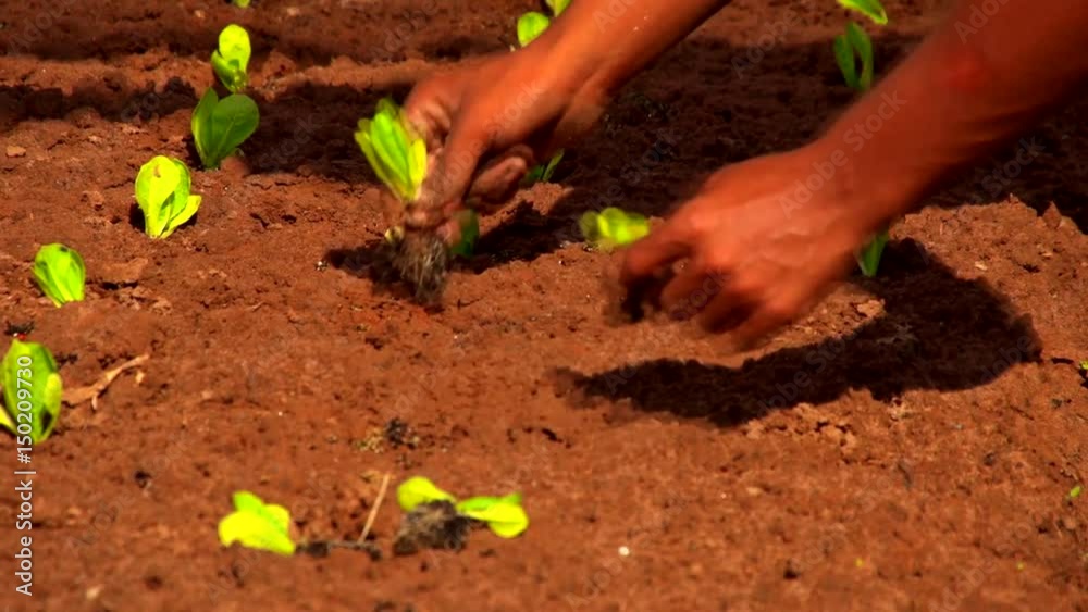 Planting vegetables Planting vegetables