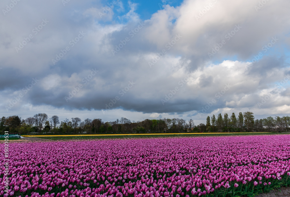 Amazing tulips field