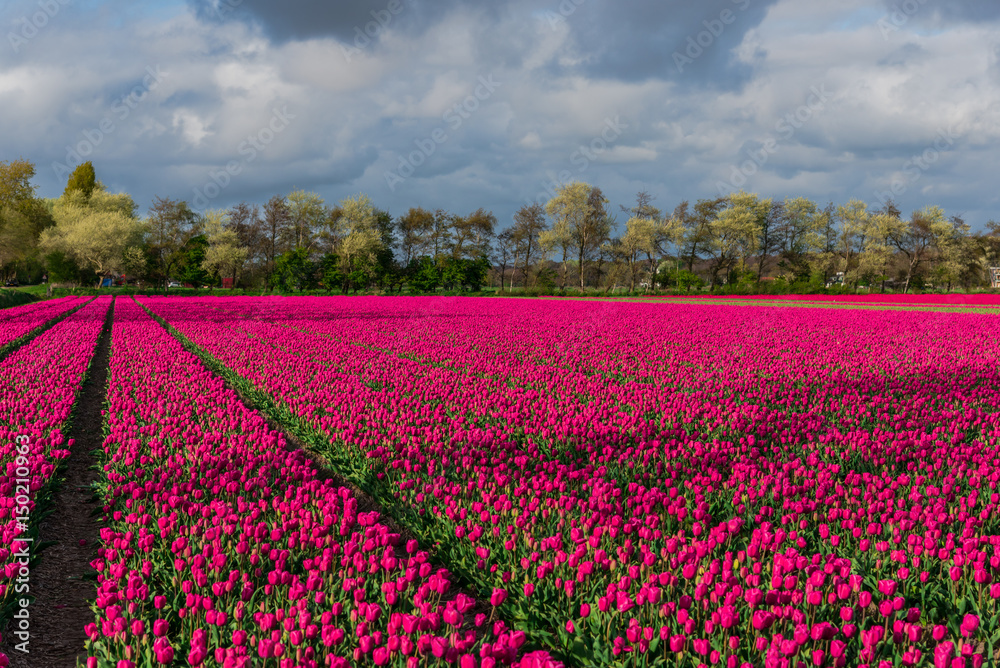 Amazing tulips field