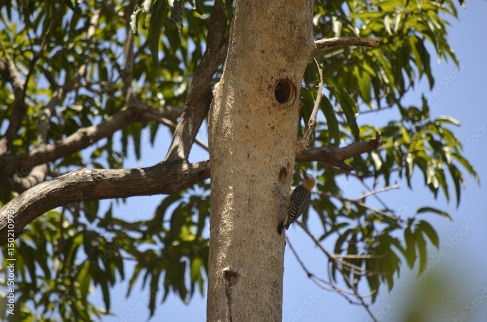 woodpecker woodpecker