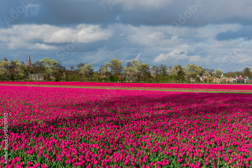 Wallpaper Mural Amazing tulips field Torontodigital.ca