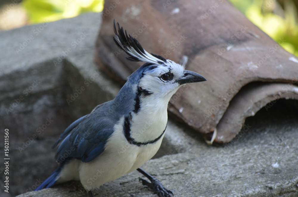 Fototapeta premium magpiejay