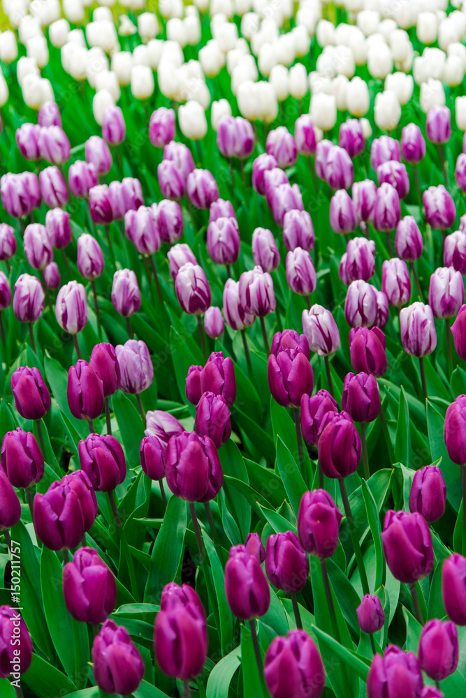 Beautiful tulips flowers