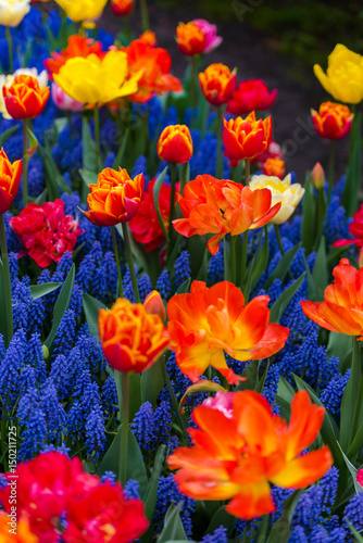 Beautiful tulips flowers