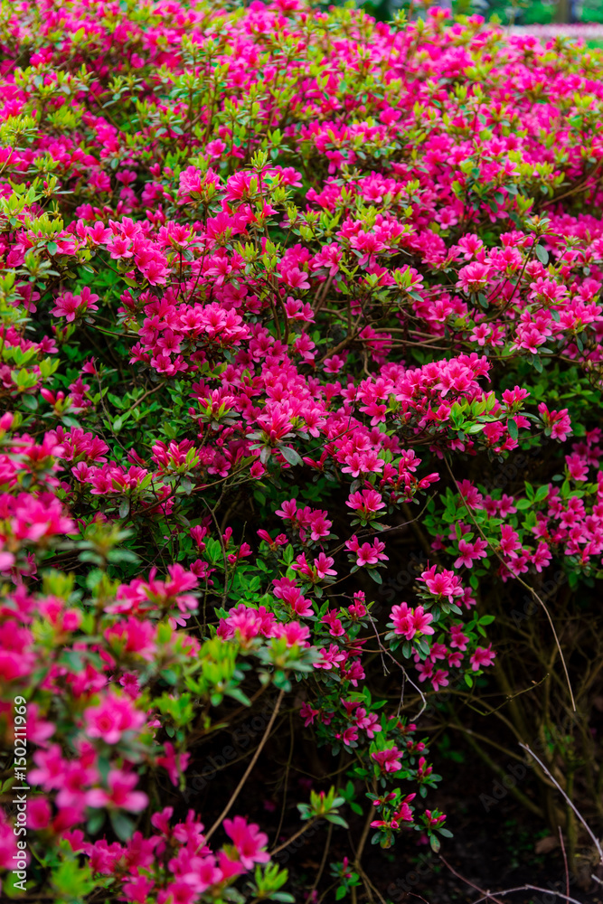 Amazing flowers at Keukenhof Garden, Holland Amazing flowers at Keukenhof Garden, Holland