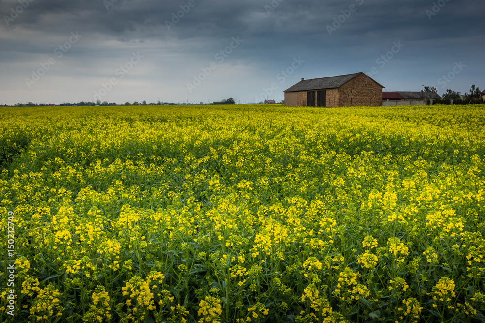 Beautiful field rapeseed in Poland
