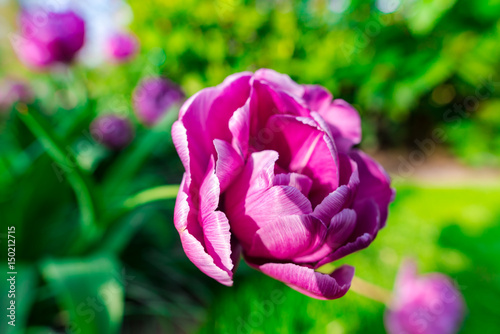 Amazing flowers at Keukenhof Garden, Holland