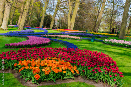 Beautiful flowers at Keukenhof garden, Holland