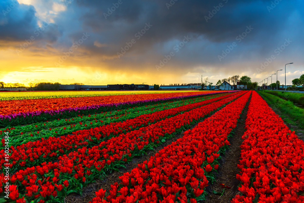 Tulips field