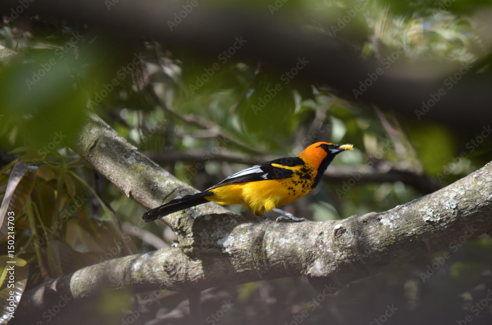 Fototapeta premium oriole2