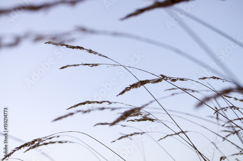 Tall dry grass in the autumn evening field