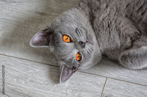 Portrait of a british shorthair cat with expressive orange eyes, that's laying on the floor. 