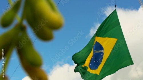 Soybean and brazilian flag
