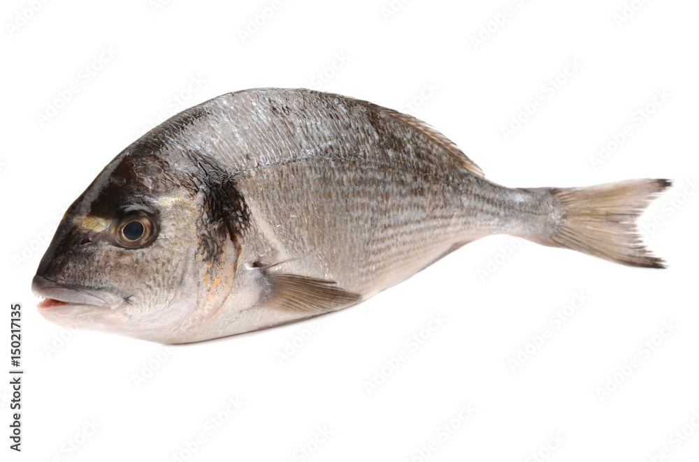 Fototapeta premium sea bream