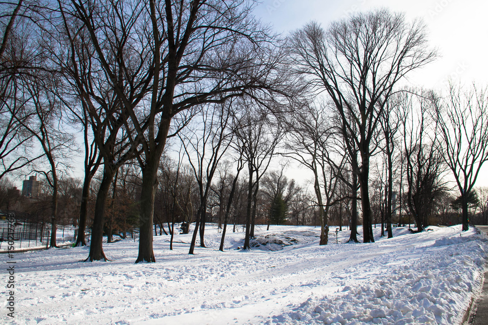 Snow and trees at park
