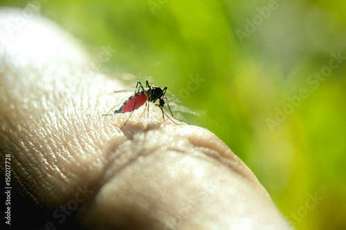 Close up of mosquito sucking blood