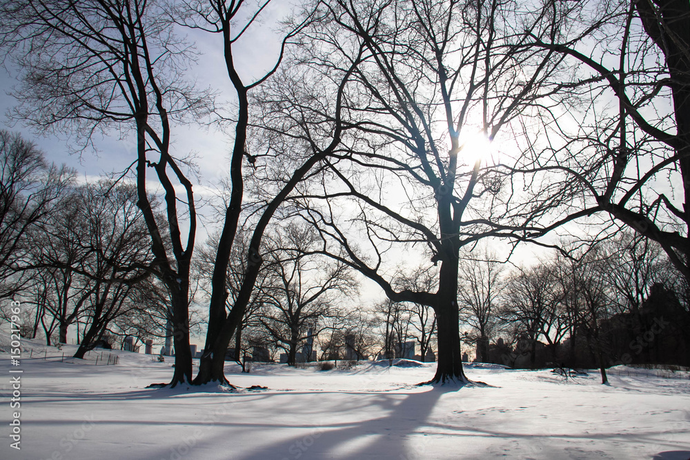 Sun lights on trees, shadow on snow and buildings Sun lights on trees, shadow on snow and buildings