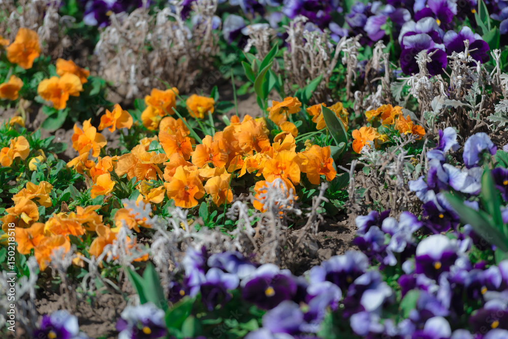 Beautiful spring flowers Beautiful spring flowers
