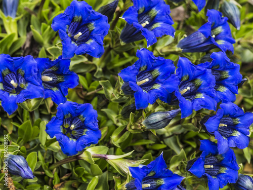 Fototapeta Naklejka Na Ścianę i Meble -  gentian - many blue flowers