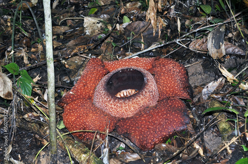 Rafflesia keithii flower, a parasitic flowering plant in the genus Rafflesia endemic to Sabah in Borneo. photo