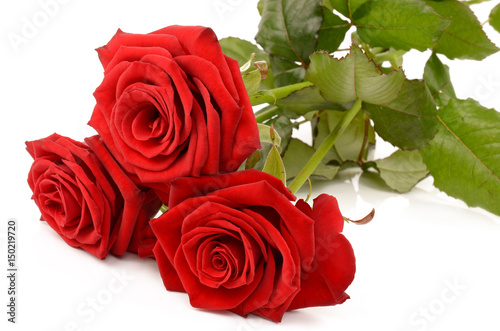 Fototapeta Naklejka Na Ścianę i Meble -  Red rose on a white background