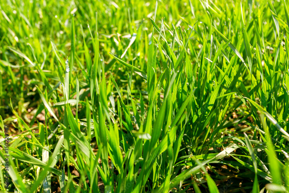 Obraz premium spring green field