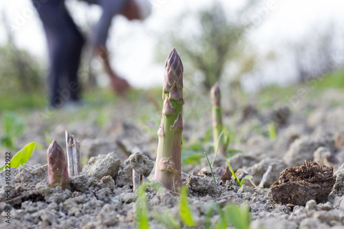 asparagus in the field