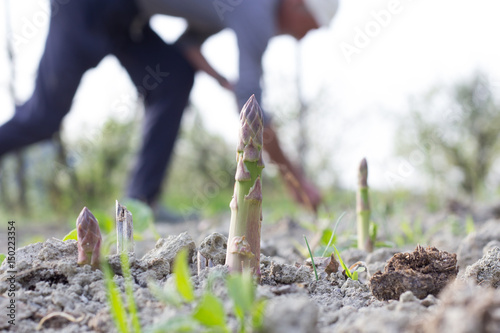 asparagus in the field