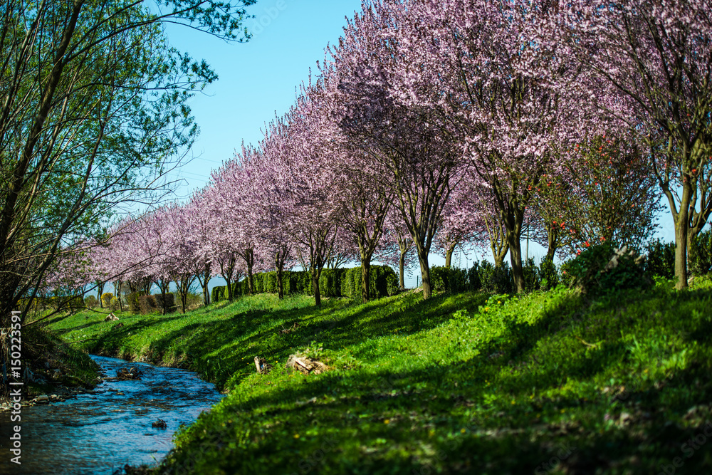 Beautiful spring colors of flowers Beautiful spring colors of flowers
