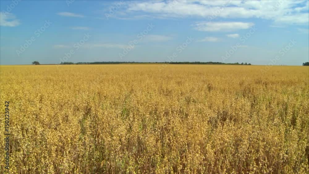 Agricultural field Agricultural field