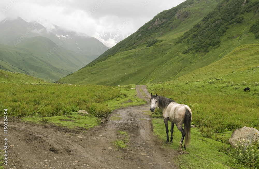 Fototapeta premium View of white horse in the mountains