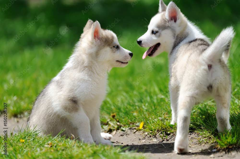 Cute little husky puppy Cute little husky puppy