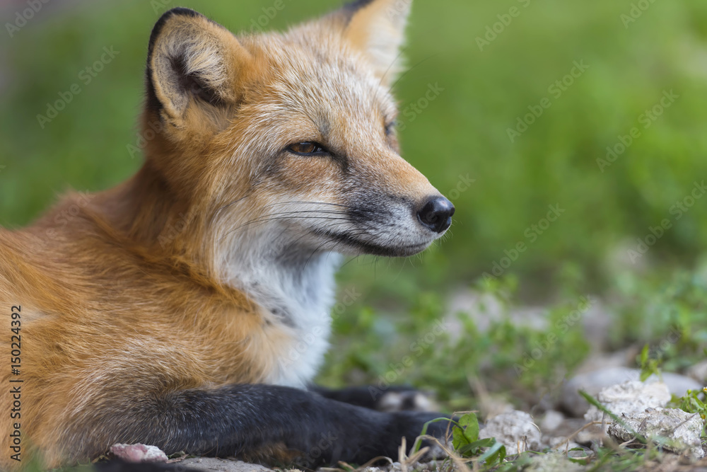 Red fox in nature (Vulpes vulpes)