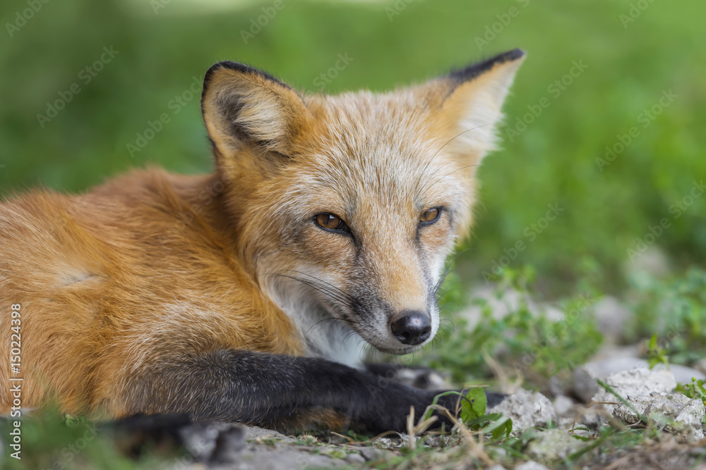 Red fox in nature (Vulpes vulpes)