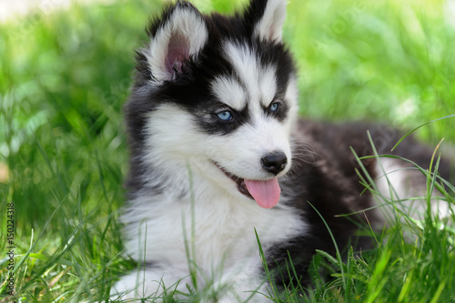 Photography Cute little husky puppy