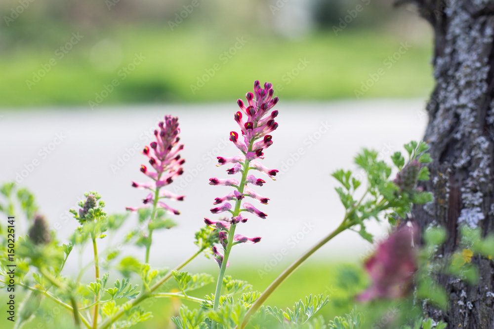 Obraz premium Pink WildFlowers
