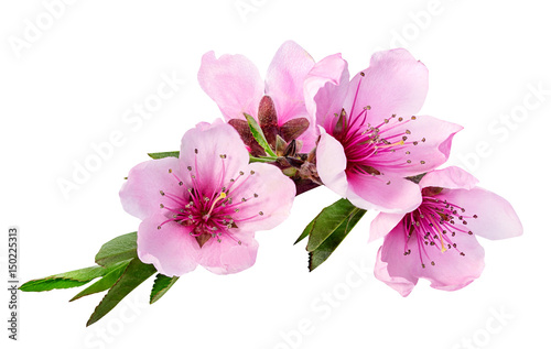 peach flowers isolated