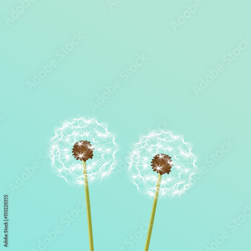 Dandelion - vector illustration