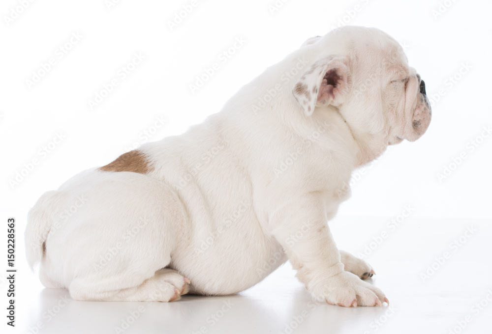 male bulldog puppy